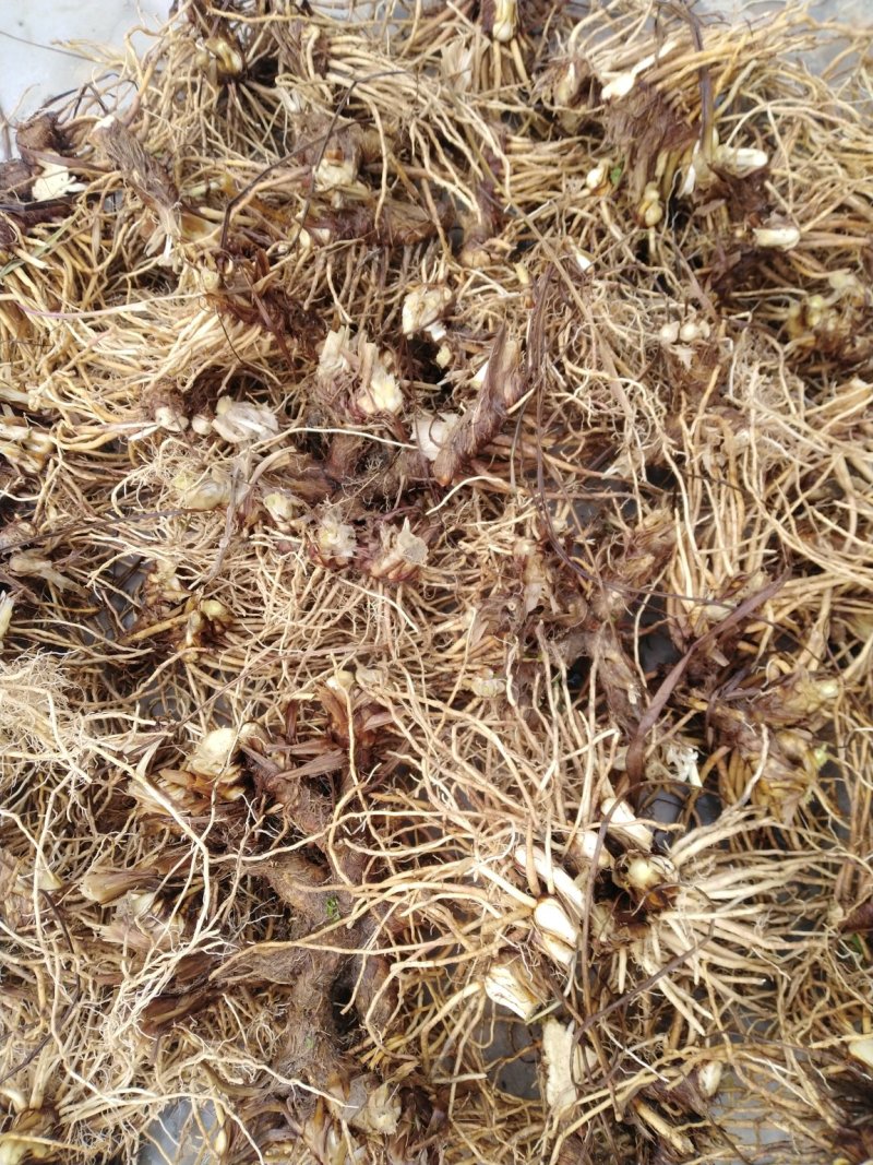 丹皮，牡丹苗，知母，板蓝根种籽，白芍芽等等