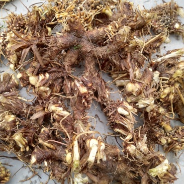 丹皮，牡丹苗，知母，板蓝根种籽，白芍芽等等