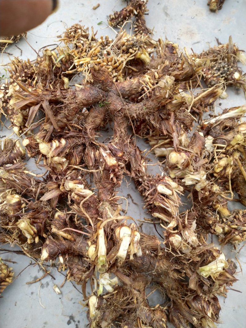 丹皮，牡丹苗，知母，板蓝根种籽，白芍芽等等