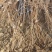 软枣子苗。(龙城2号)基地直发。价格低。量大优惠。品种好