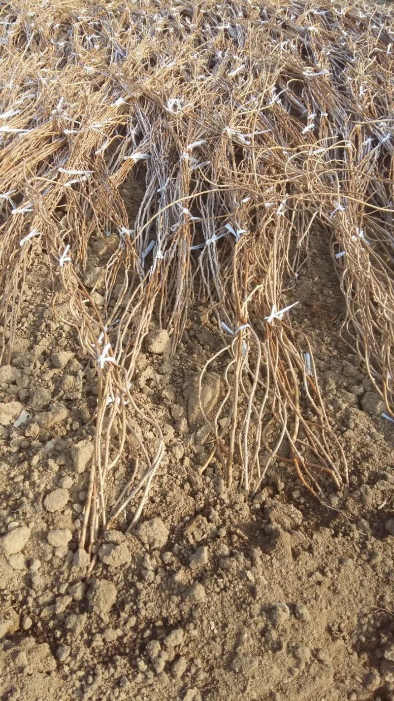 软枣子苗。（龙城2号）基地直发。价格低。量大优惠。品种好