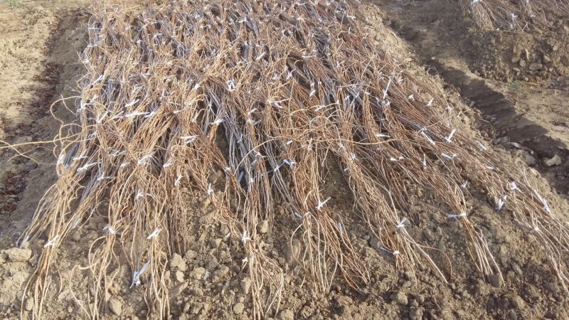 软枣子苗。（龙城2号）基地直发。价格低。量大优惠。品种好