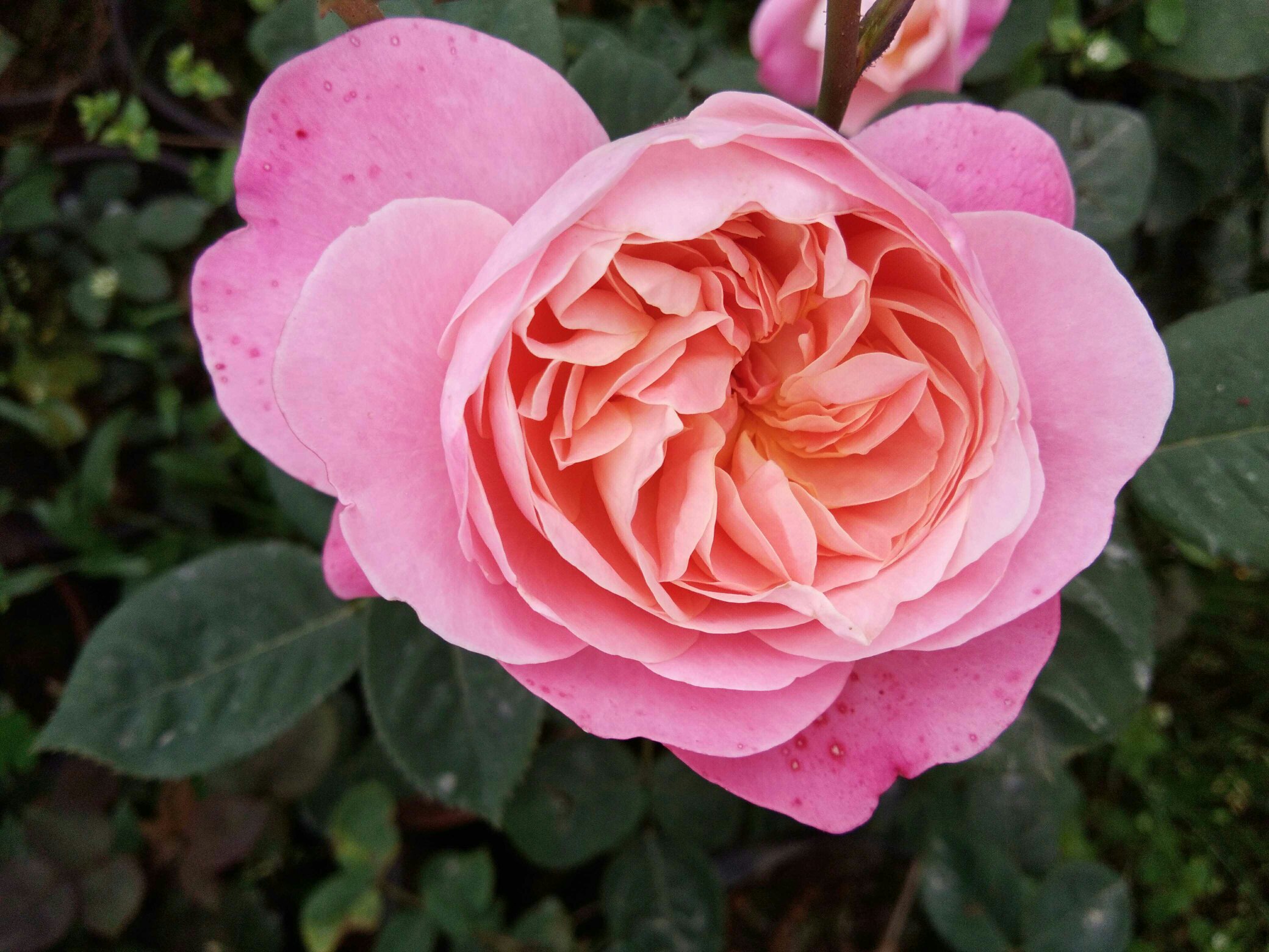 百合花特写展示花瓣细节