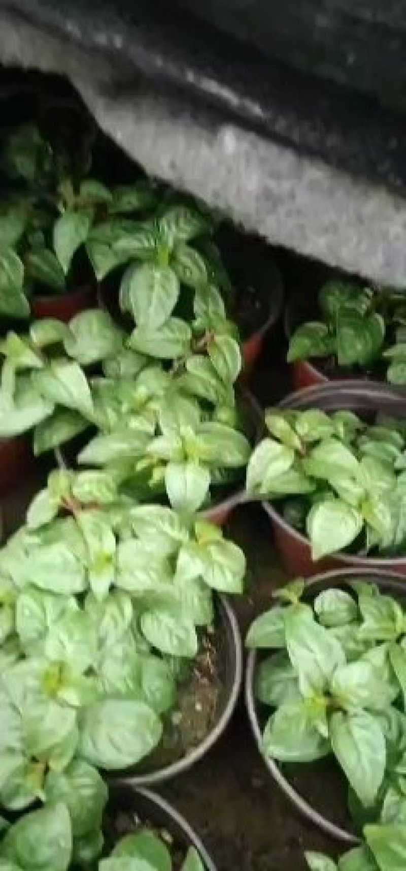 灯笼花苗小苗品种颜色多