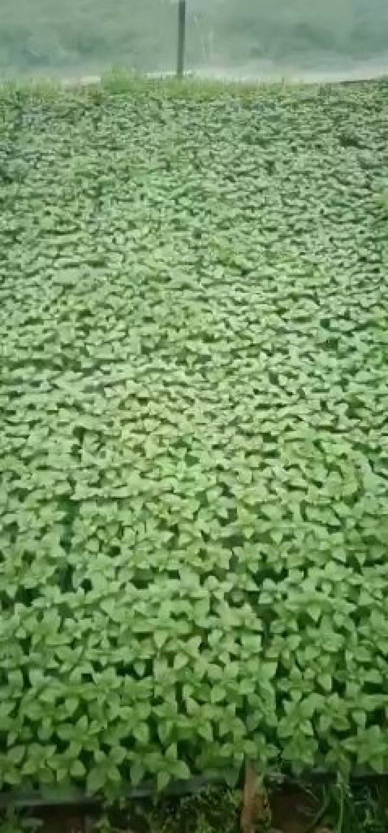 灯笼花苗小苗品种颜色多