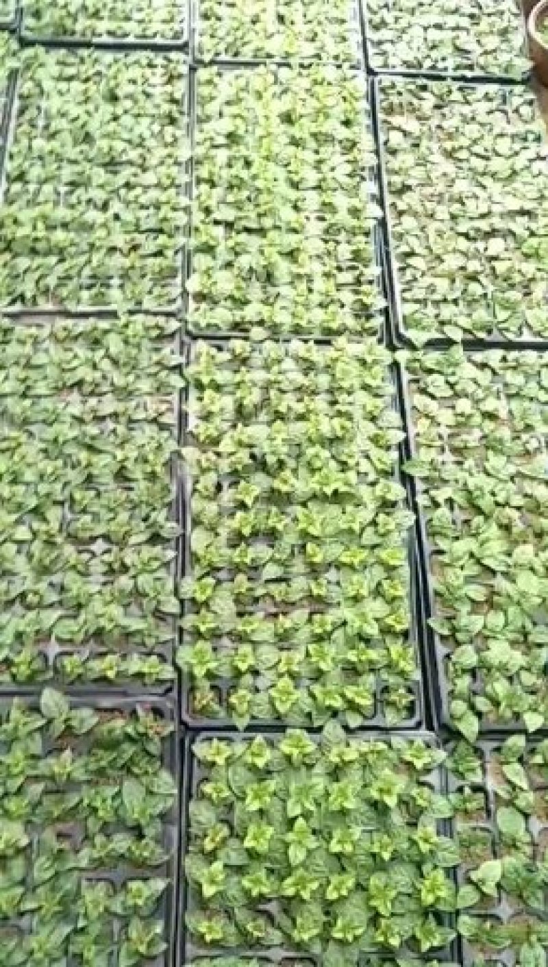 灯笼花苗小苗品种颜色多