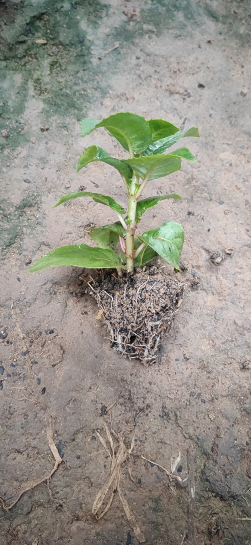 灯笼花苗小苗品种颜色多