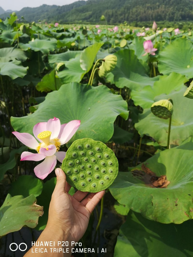 丰花型观赏红荷花亩产1000斤鲜莲子太空莲36号