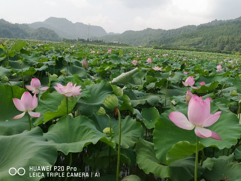 丰花型观赏红荷花亩产1000斤鲜莲子太空莲36号