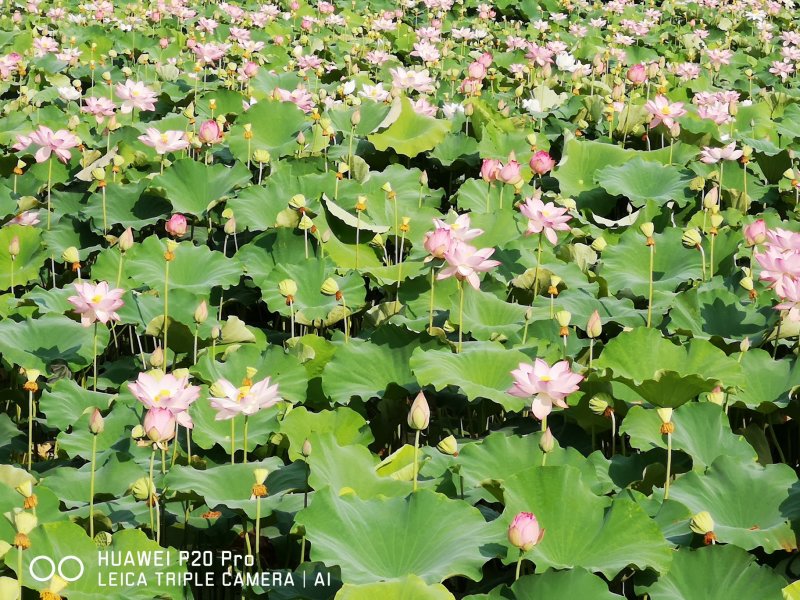 丰花型观赏红荷花亩产1000斤鲜莲子太空莲36号