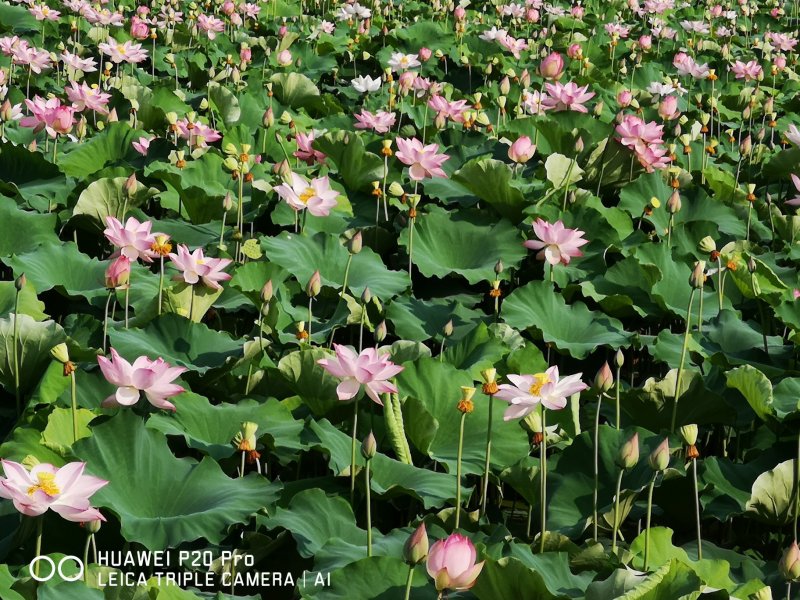 丰花型观赏红荷花亩产1000斤鲜莲子太空莲36号