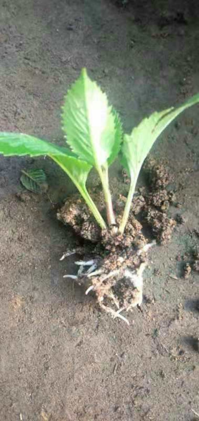 大丽花穴盘小苗颜色多基地发了