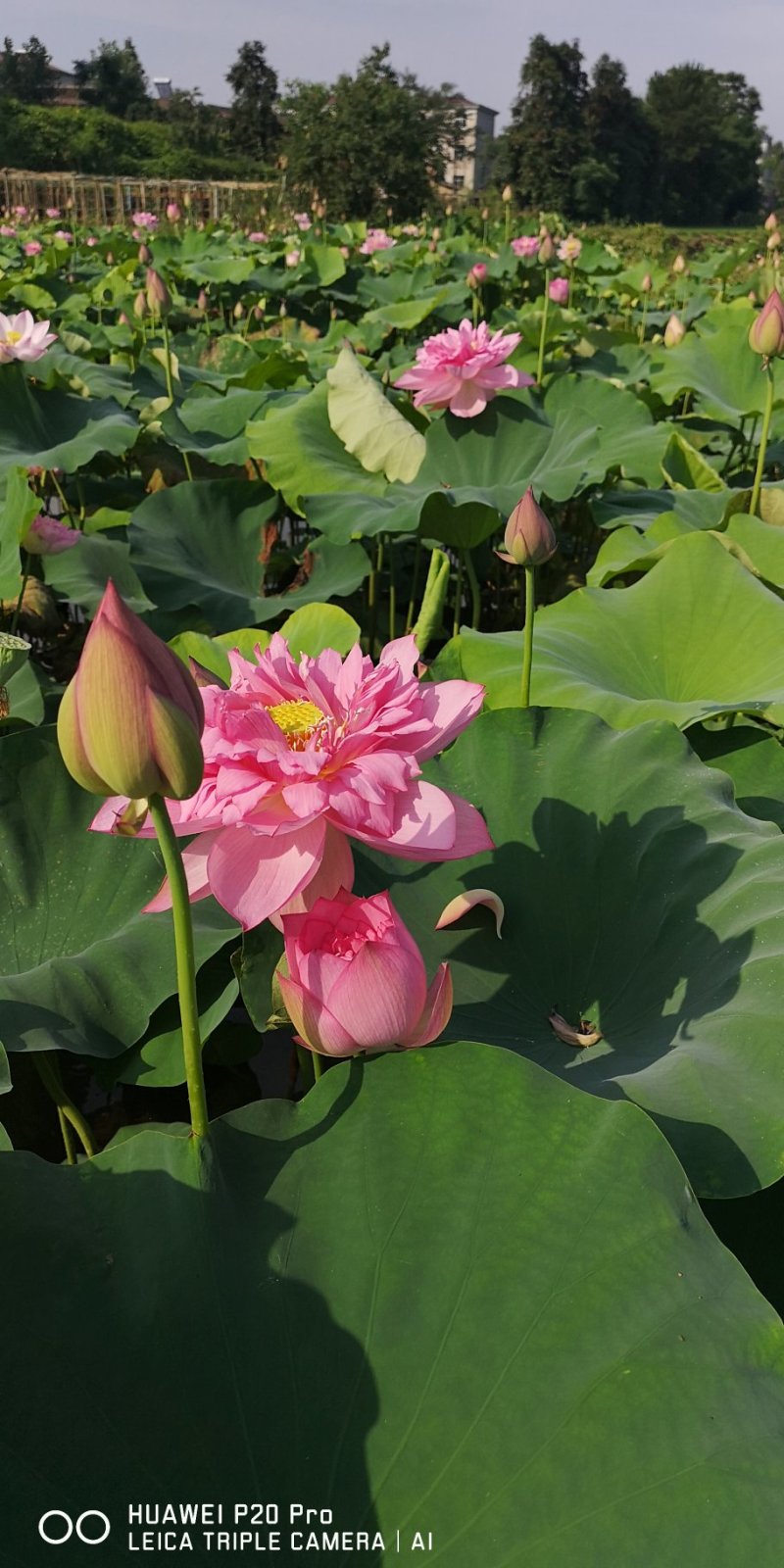 丰花型观赏红荷花亩产1000斤鲜莲子太空莲36号