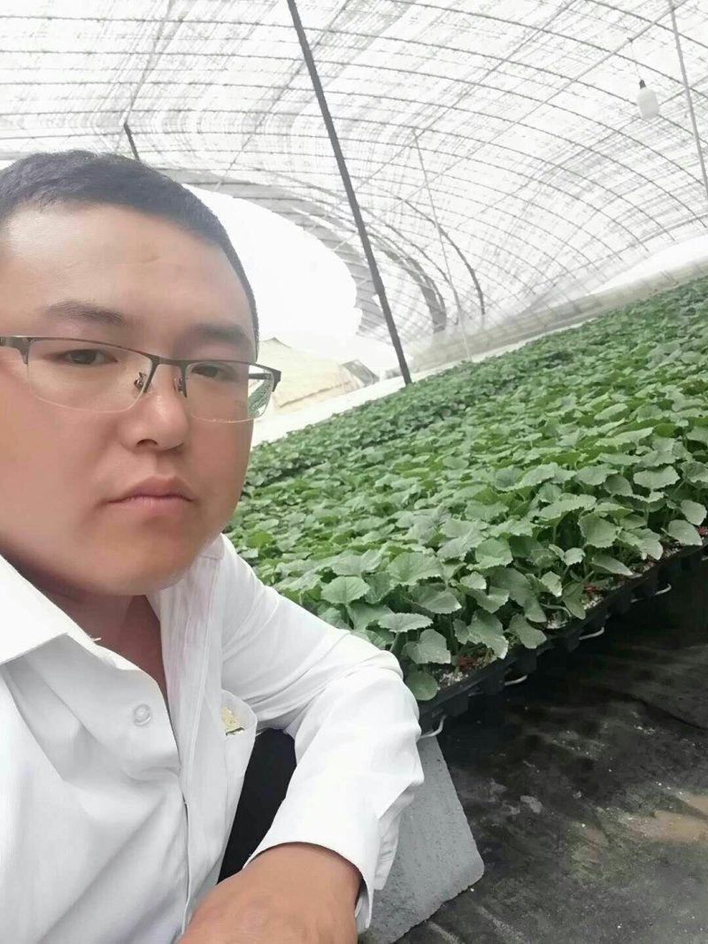 甜瓜苗，请有需要联系付增久，好人一生平安！