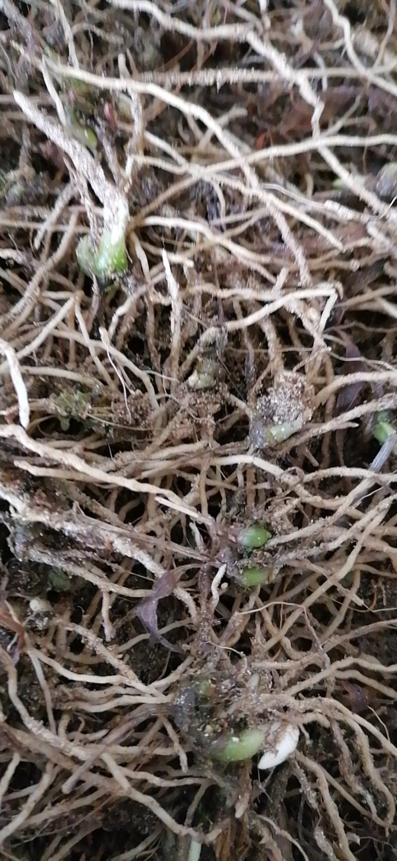 白芨苗大别山紫花三叉白芨苗直播小苗基地供货