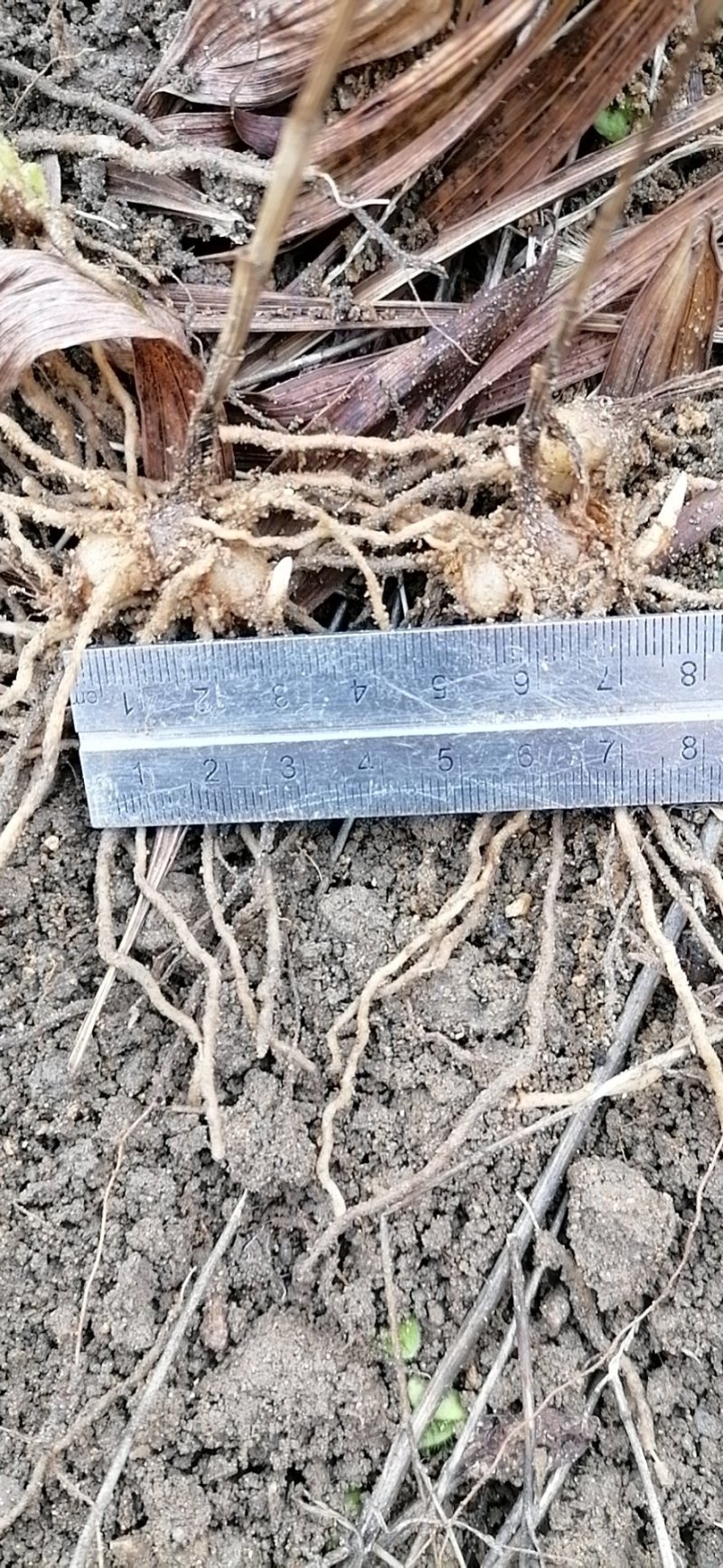 白芨苗大别山紫花三叉白芨苗直播小苗基地供货