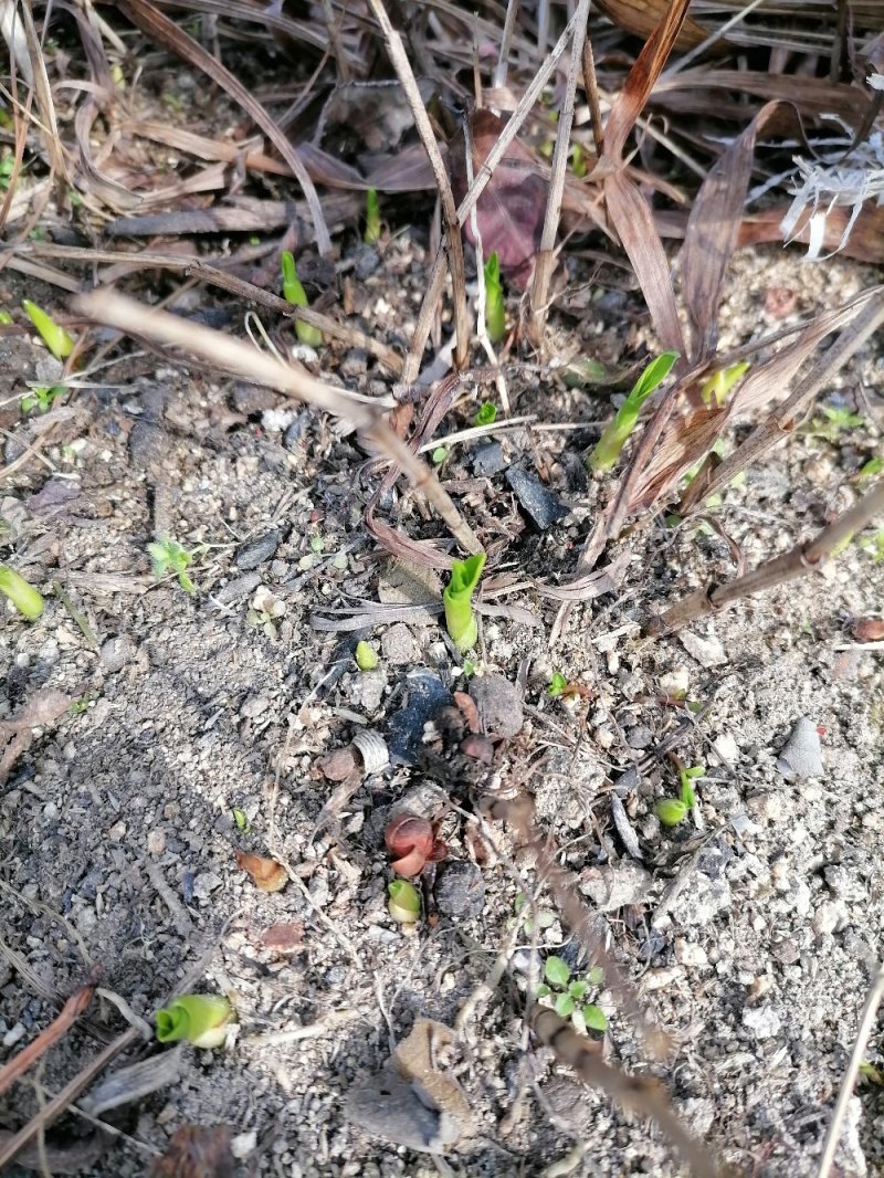 白芨苗大别山紫花三叉白芨苗直播小苗基地供货