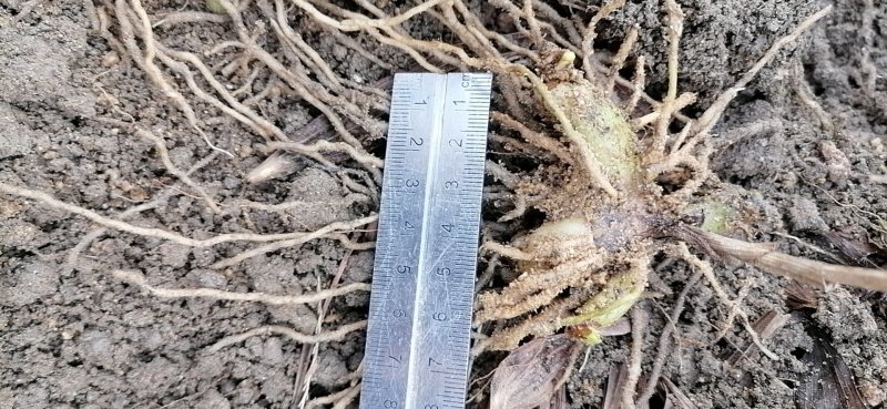 白芨苗大别山紫花三叉白芨苗直播小苗基地供货