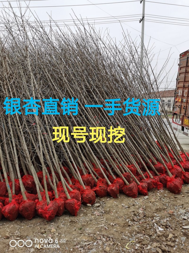 银杏基地大量供应1/2/3/4/5/8/10公分银杏树苗