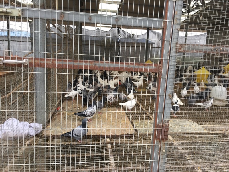 长期大量出售2-5个月青年鸽