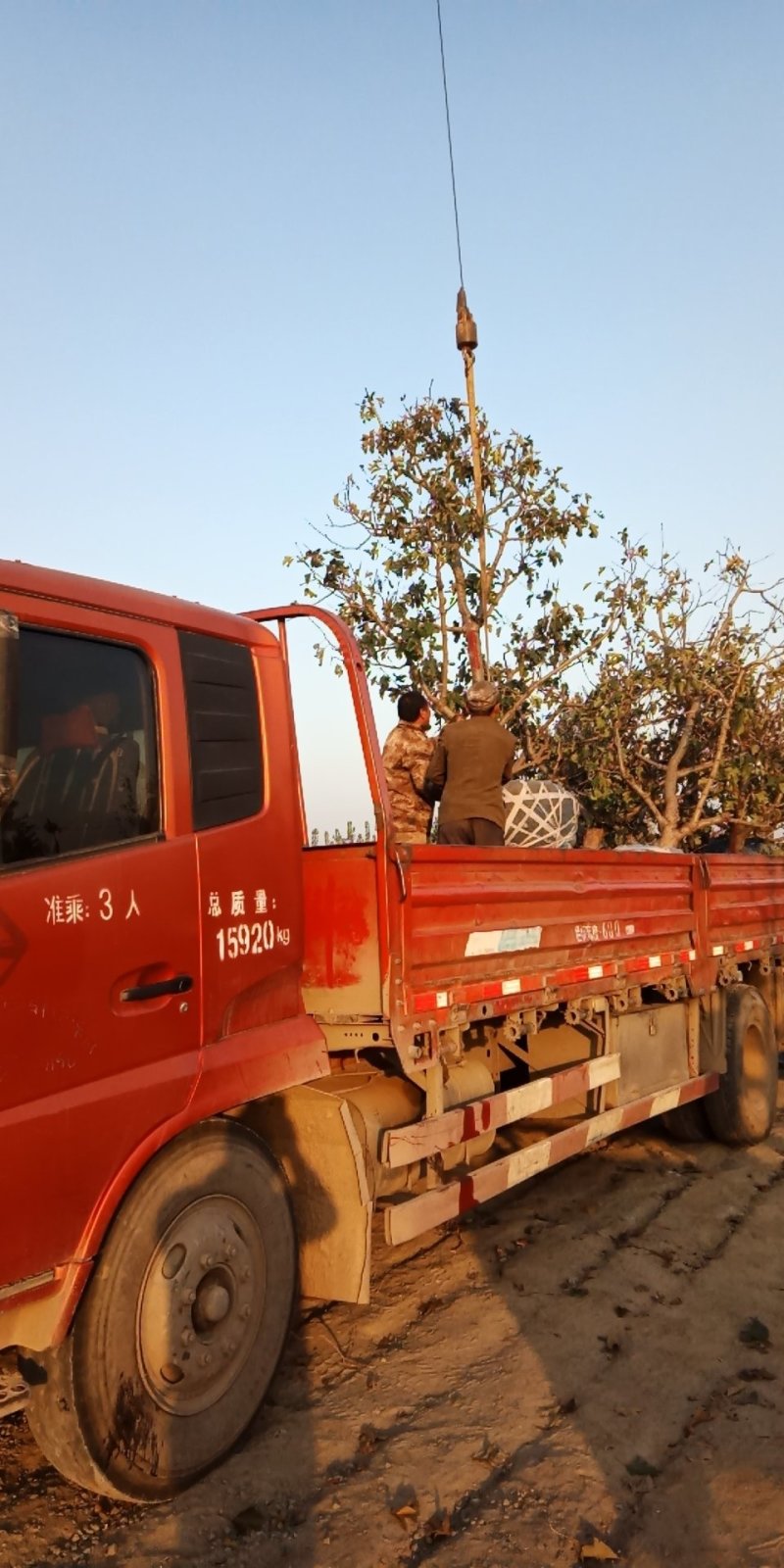 山楂树！大量出售！3/20公分的都有！欢迎各位老板光临！