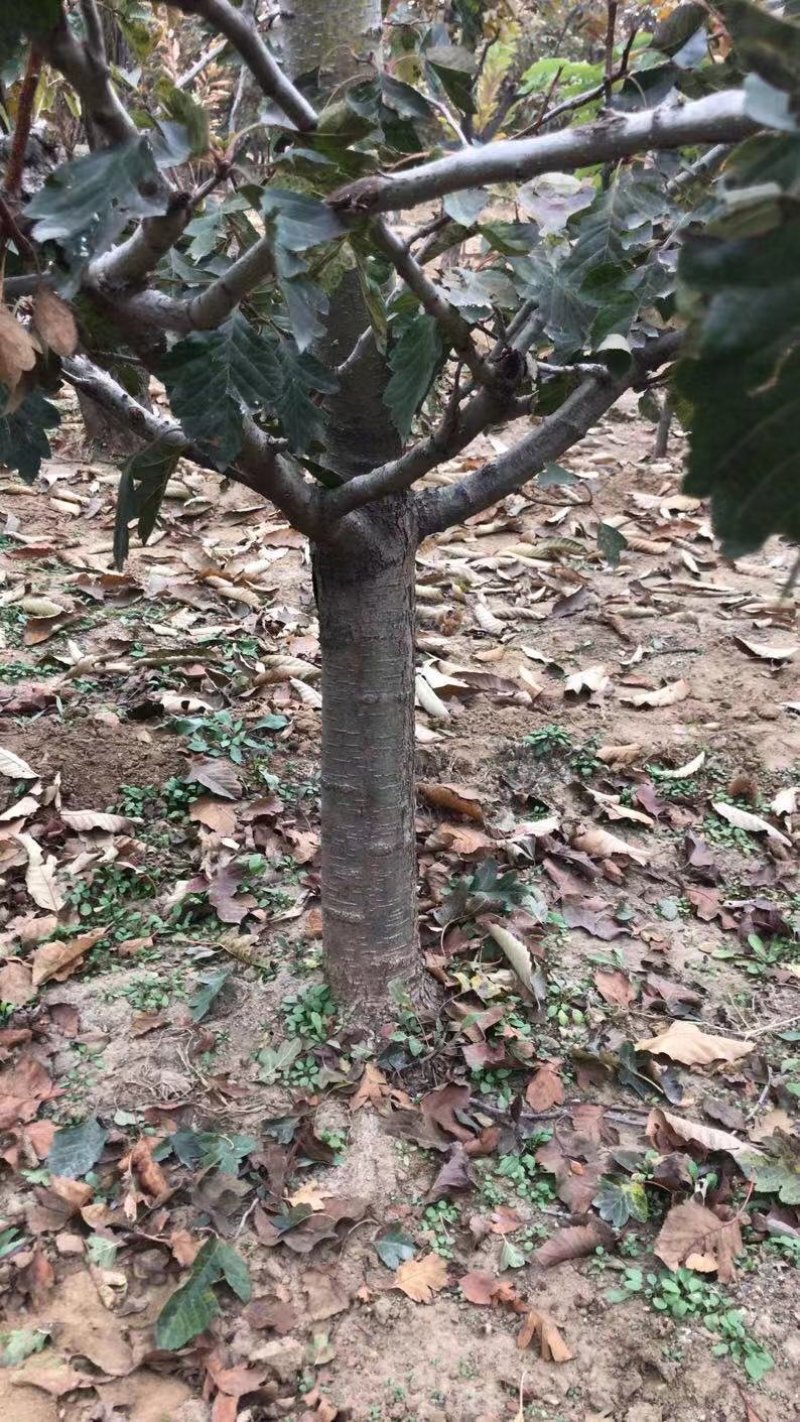 山楂树！大量出售！3/20公分的都有！欢迎各位老板光临！
