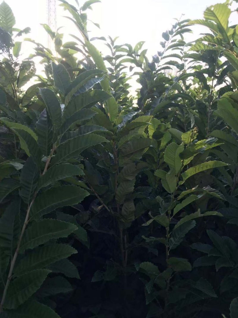 板栗树苗！大量出售！保证质量！诚信经营！