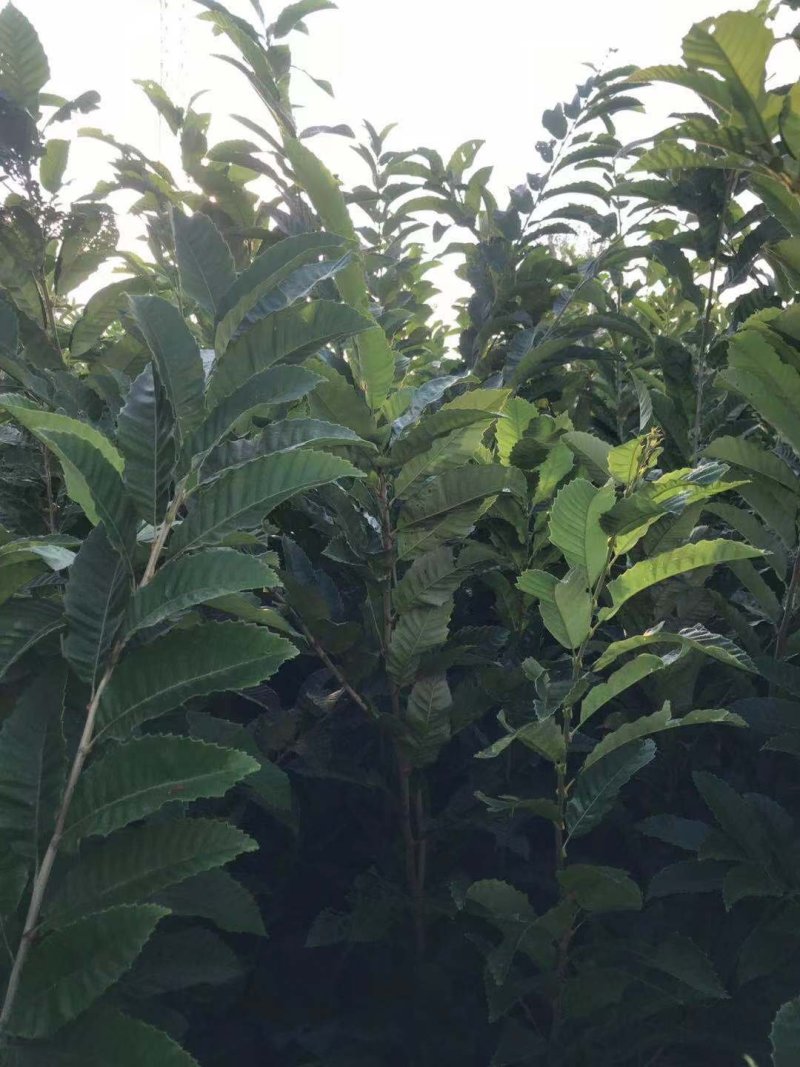 板栗树苗！大量出售！保证质量！诚信经营！