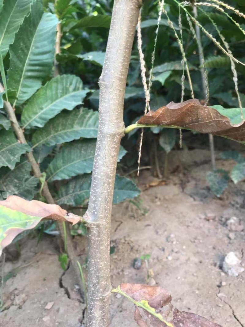 板栗树苗！大量出售！保证质量！诚信经营！