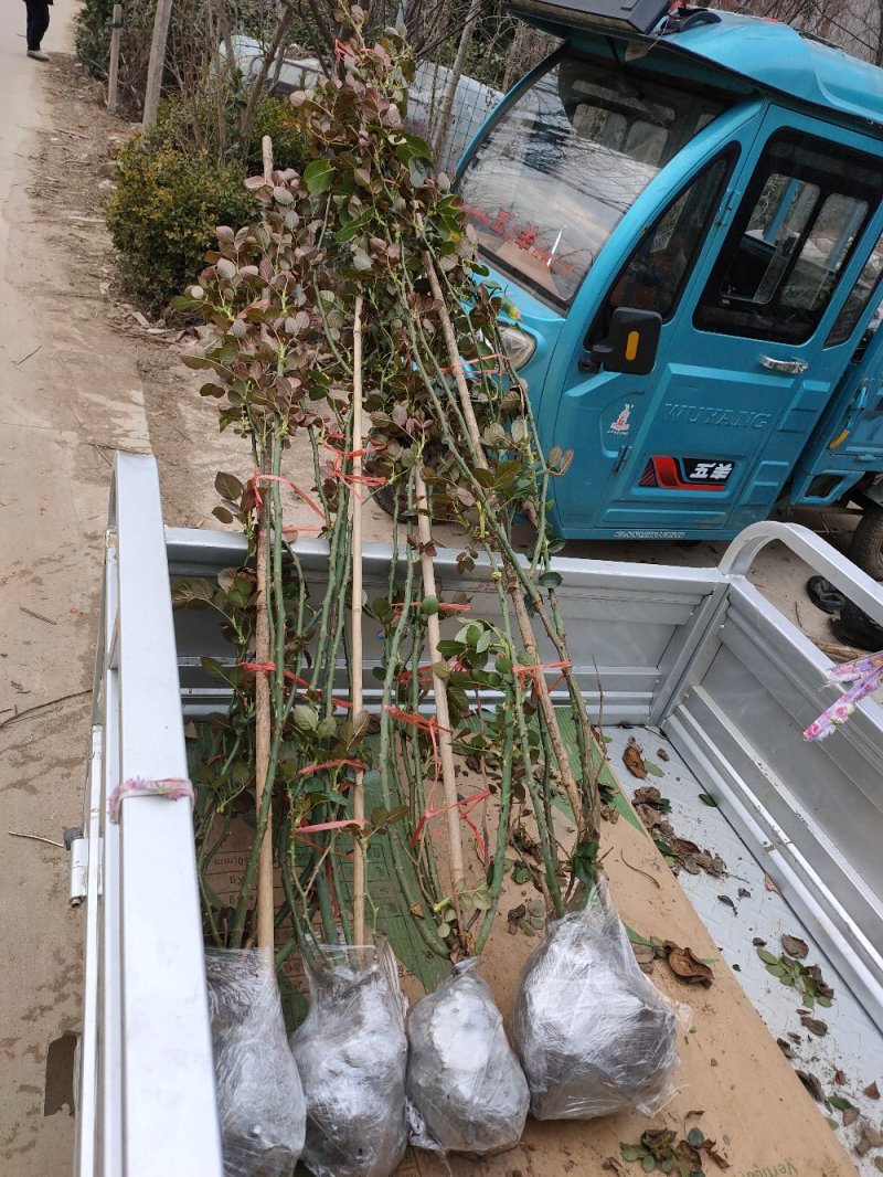 藤本月季，欧洲月季，品种月季