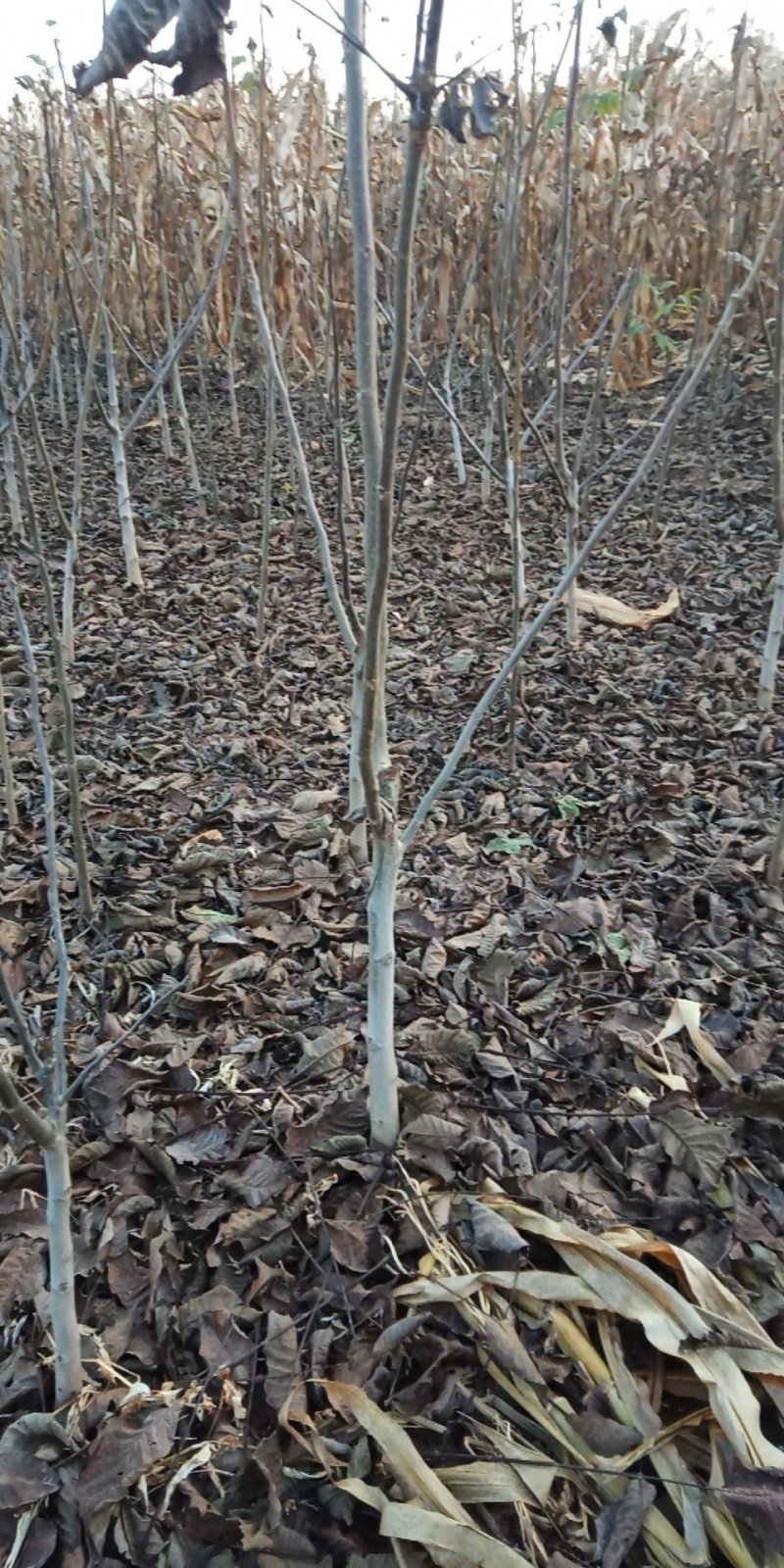 核桃树苗和占地树！大量出售！高质量低价格