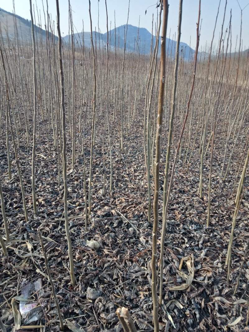 核桃树苗和占地树！大量出售！高质量低价格