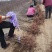 珍珠油杏苗，保证质量，专家上门指导，