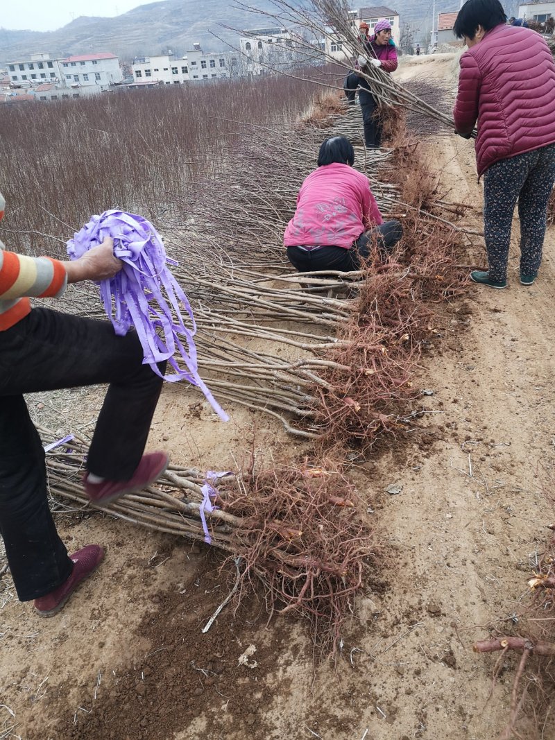 珍珠油杏苗，保证质量，专家上门指导，