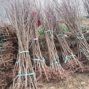 珍珠油杏苗，保证质量，专家上门指导，