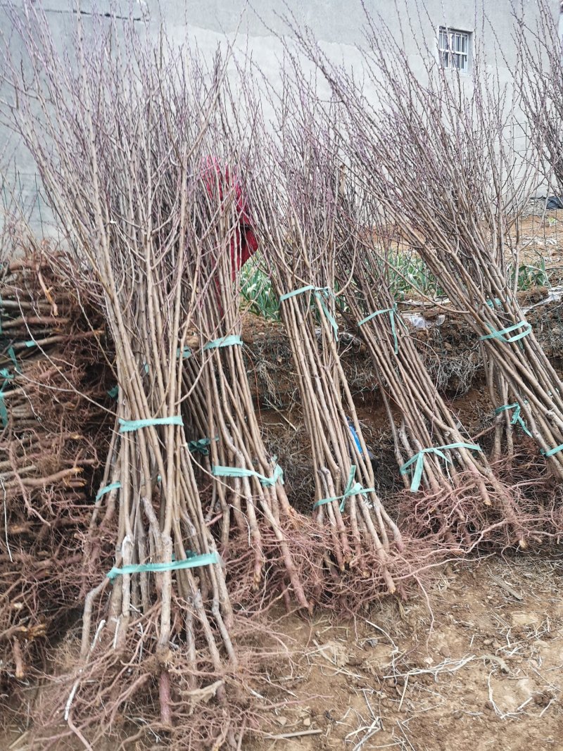 珍珠油杏苗，保证质量，专家上门指导，