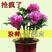 【推荐】牡丹花(红,粉,黄,白)盆栽地栽南北适种包成活