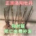 【推荐】牡丹花(红,粉,黄,白)盆栽地栽南北适种包成活