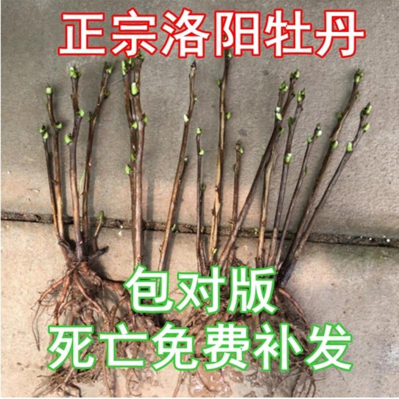 【推荐】牡丹花（红，粉，黄，白）盆栽地栽南北适种包成活