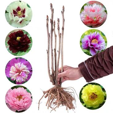 【推荐】牡丹花(红,粉,黄,白)盆栽地栽南北适种包成活