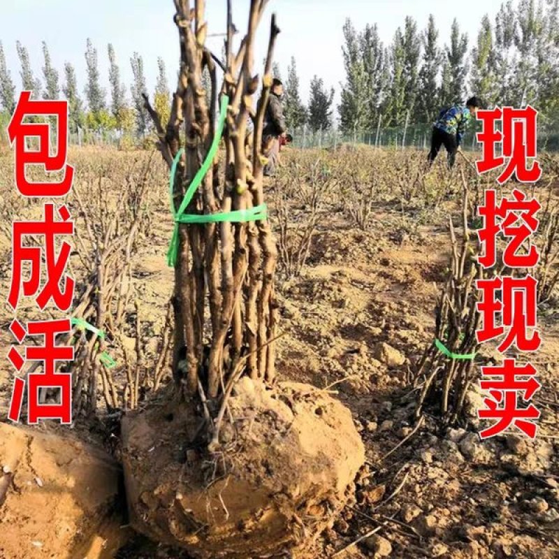【推荐】牡丹花（红，粉，黄，白）盆栽地栽南北适种包成活