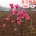 正品紫玉兰苗新品种娇红一号玉兰苗红白黄广玉兰嫁接苗包品种