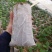 精品佛手瓜苗，大量上市欢迎订购，预购从速