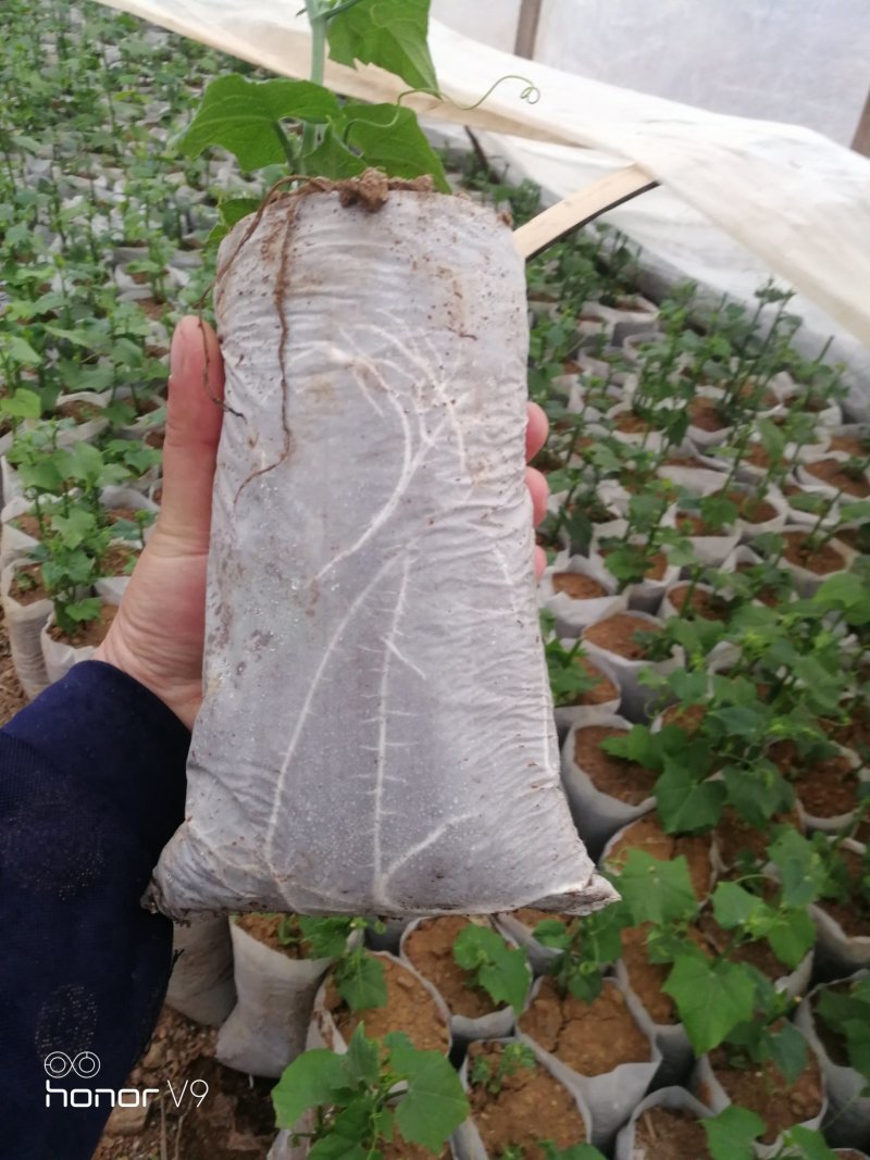 精品佛手瓜苗，大量上市欢迎订购，预购从速