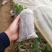 精品佛手瓜苗，大量上市欢迎订购，预购从速