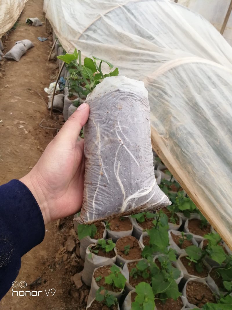 精品佛手瓜苗，大量上市欢迎订购，预购从速