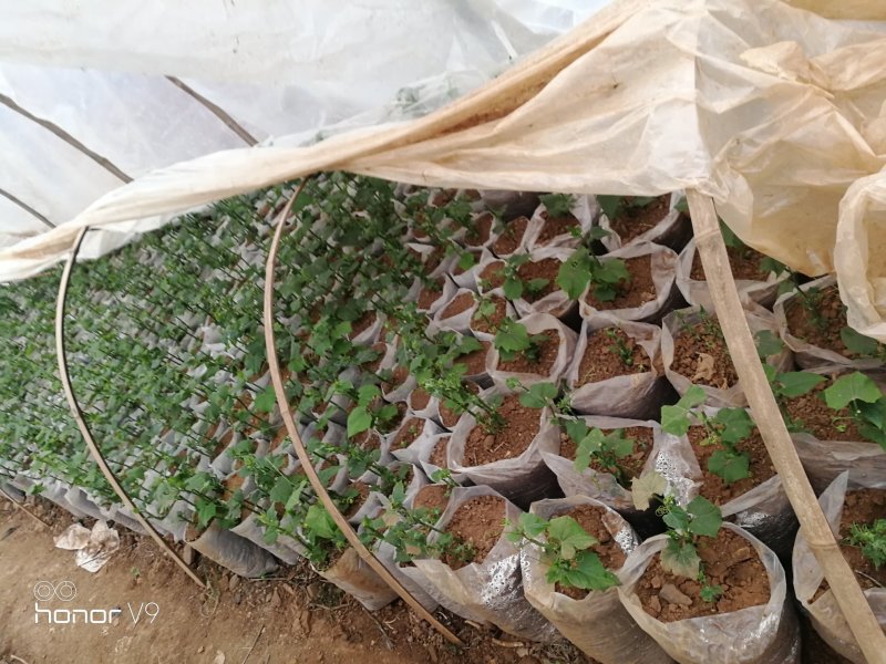 精品佛手瓜苗，大量上市欢迎订购，预购从速