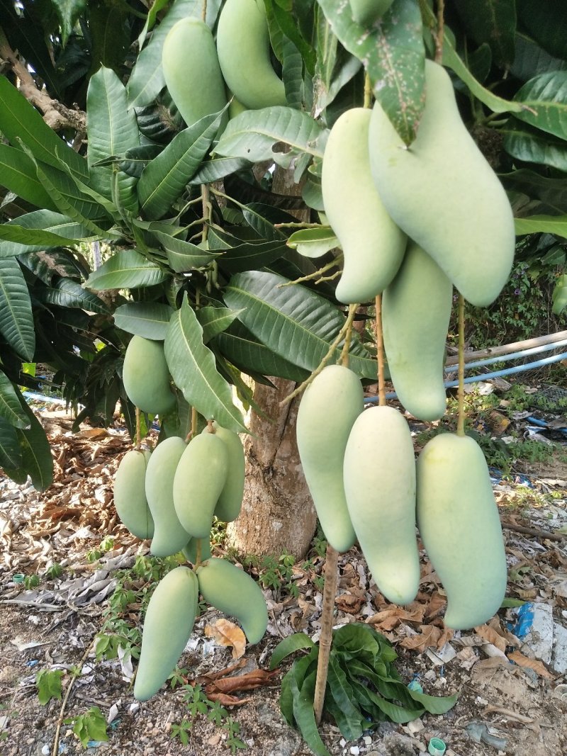 来自北纬18度°海南省-三亚市-高山象牙芒果
