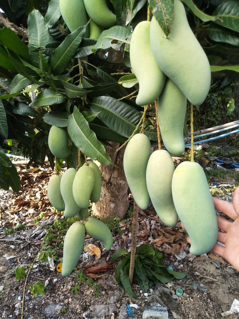 来自北纬18度°海南省-三亚市-高山象牙芒果