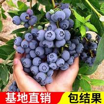 优质蓝莓苗盆栽地栽品种齐全（薄雾，蓝丰，兔眼，绿宝石）